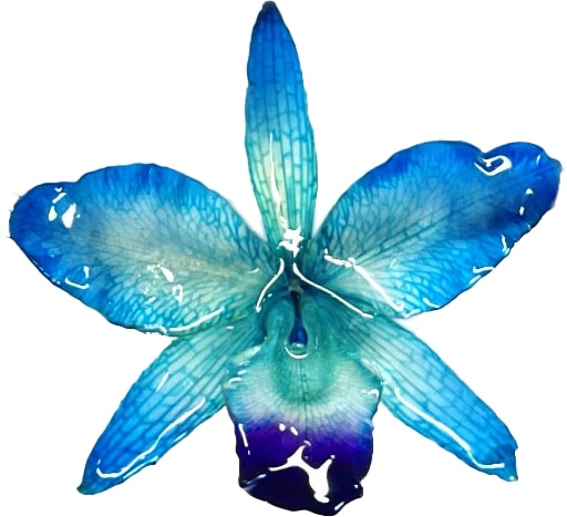Cattleya