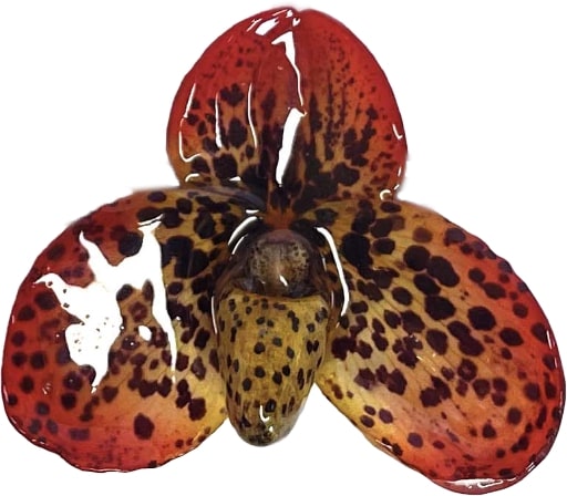 Bellatulum