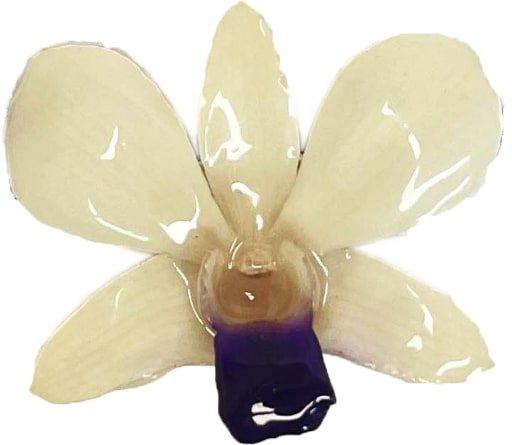 Dendrobium