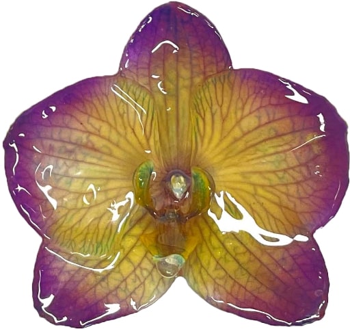Phaleonopsis