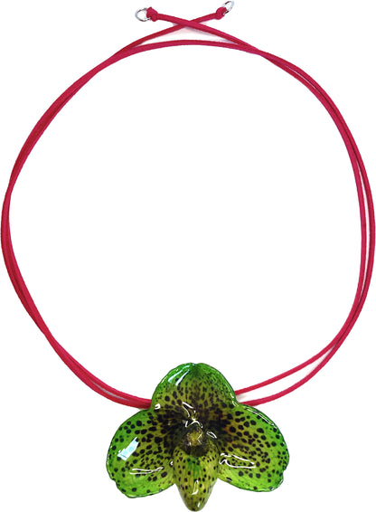 Bellatulum Verte
