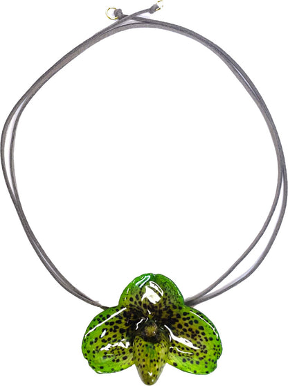 Bellatulum Verte