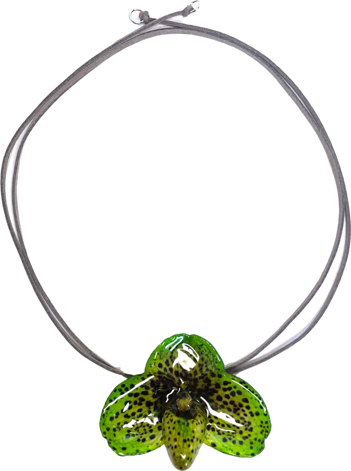 Bellatulum Verte