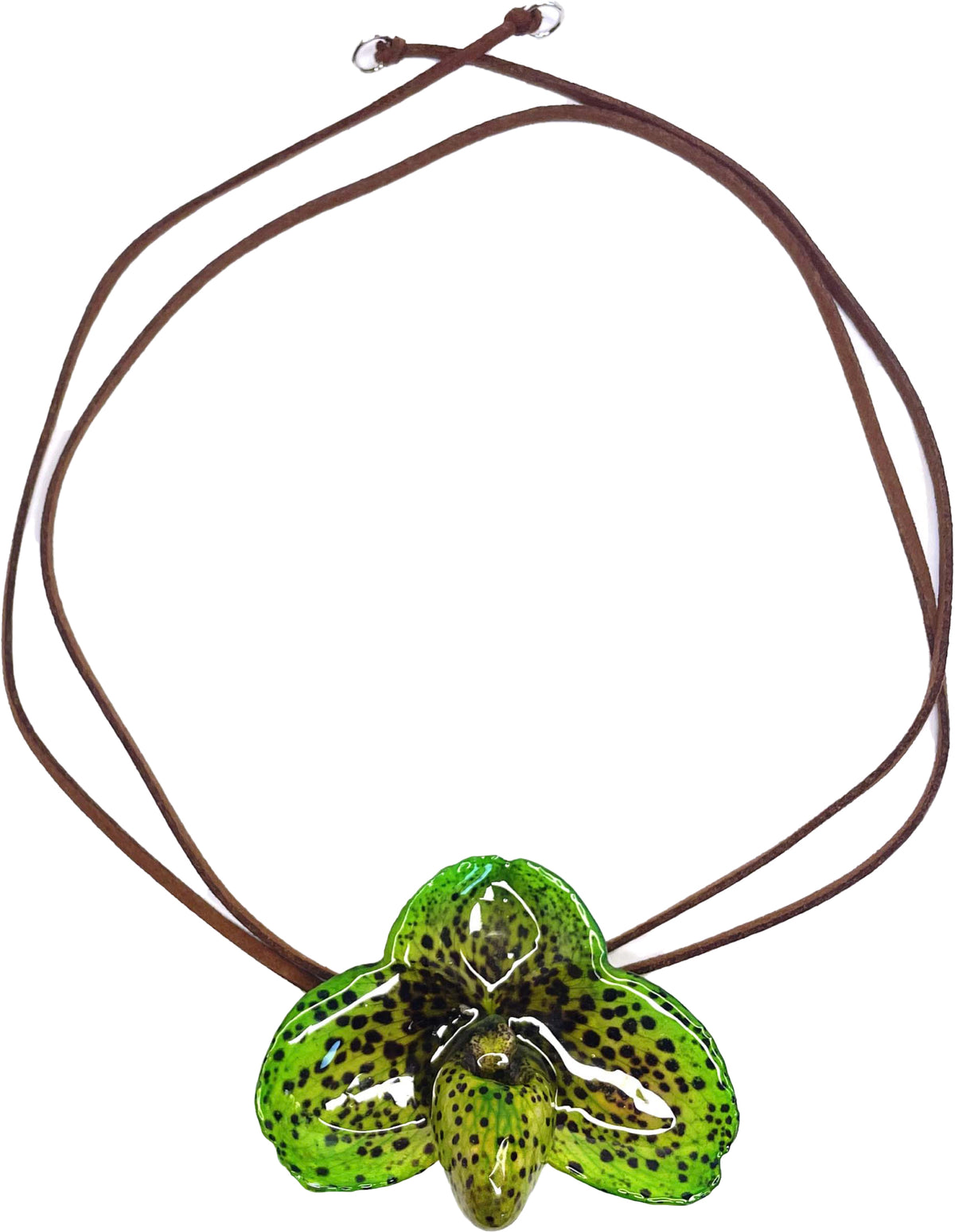 Bellatulum Verte