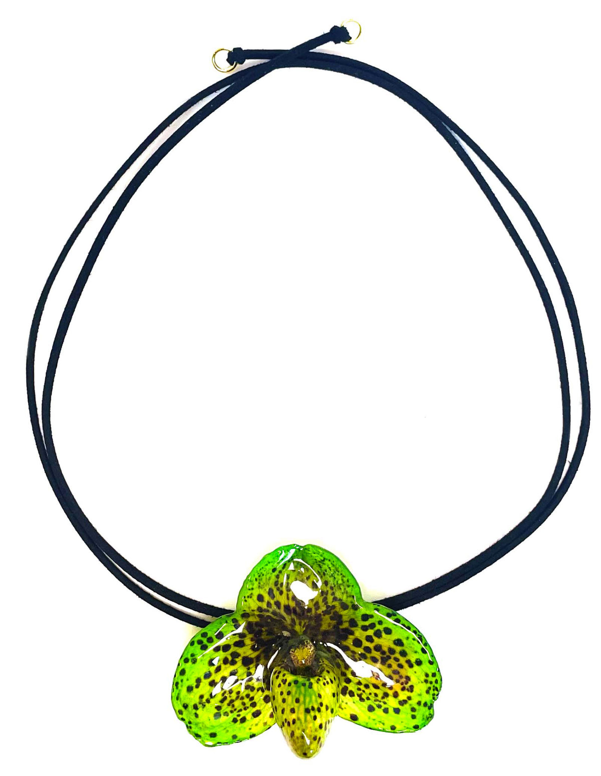 Bellatulum Verte