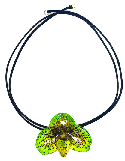 Bellatulum Verte