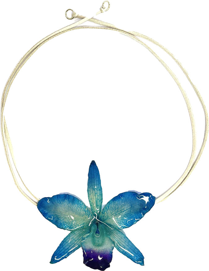 Cattleya Bleue