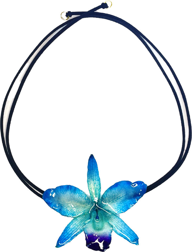 Cattleya Bleue