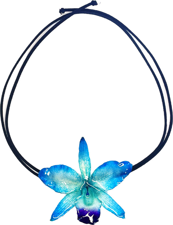 Cattleya Bleue