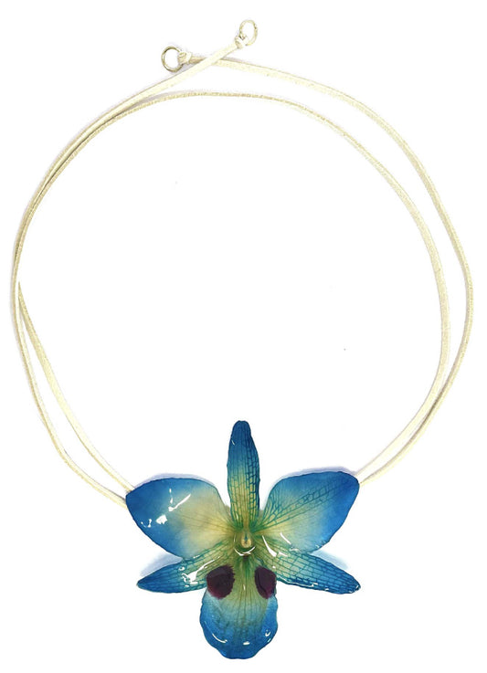 Dendrobium Black Eye bleue