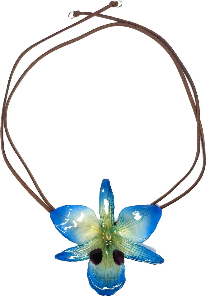 Dendrobium Black Eye bleue