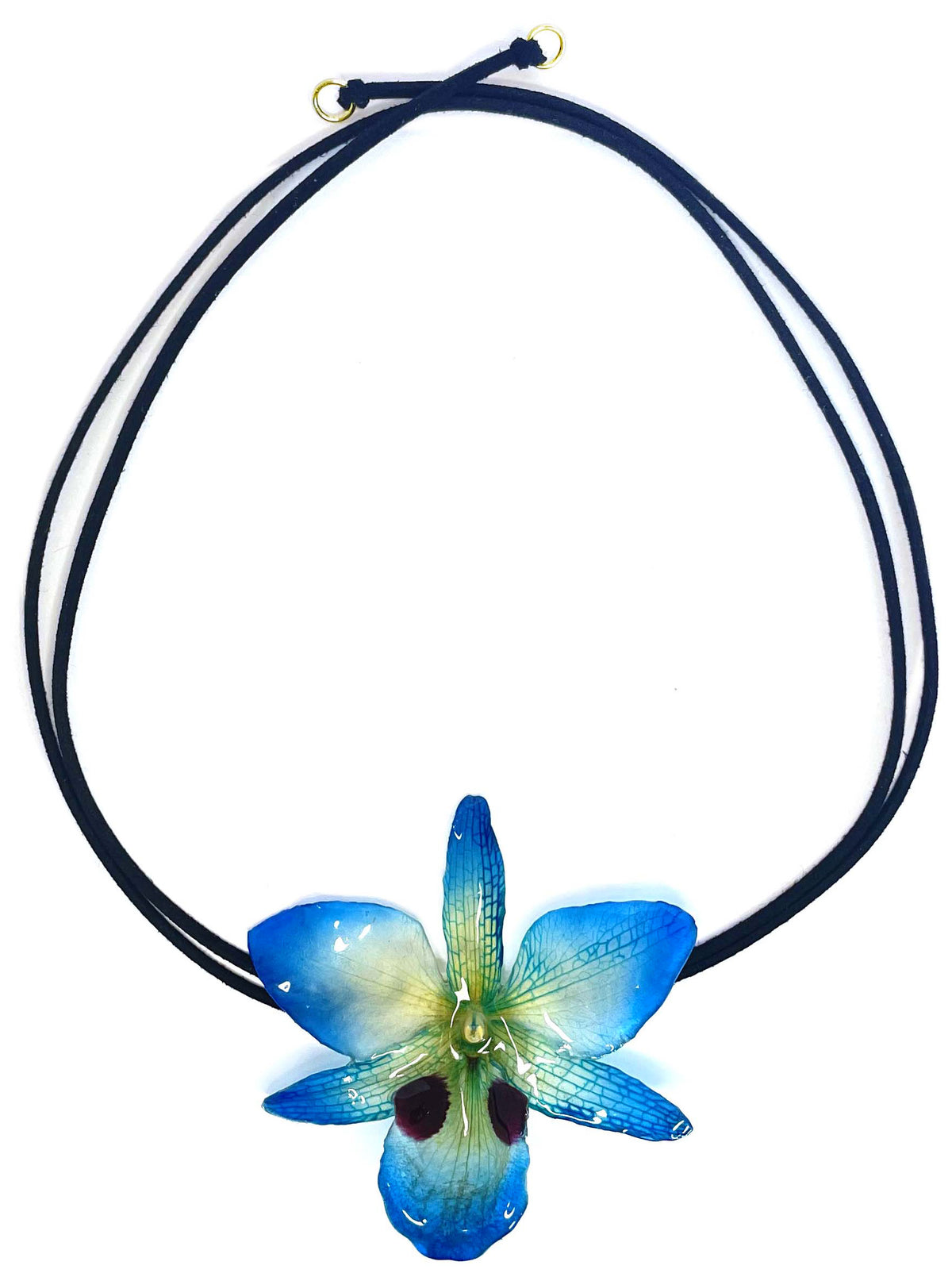 Dendrobium Black Eye bleue
