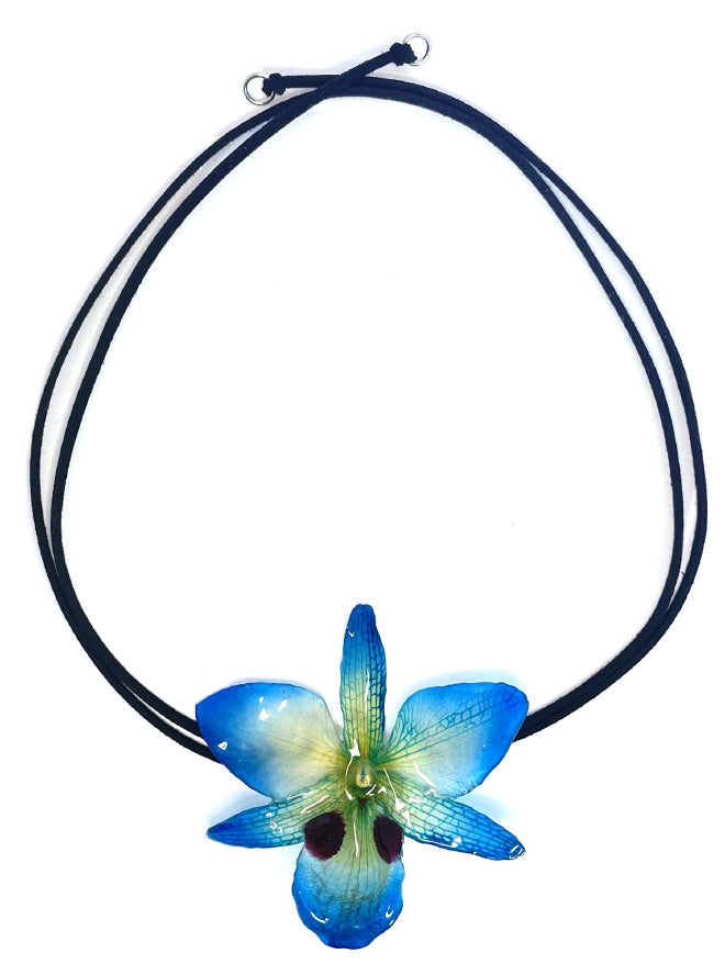 Dendrobium Black Eye bleue