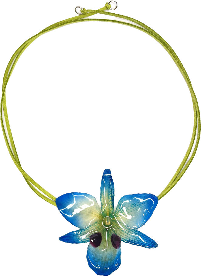 Dendrobium Black Eye bleue