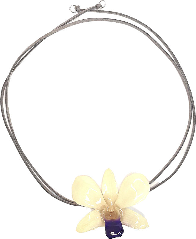 Dendrobium Blanche