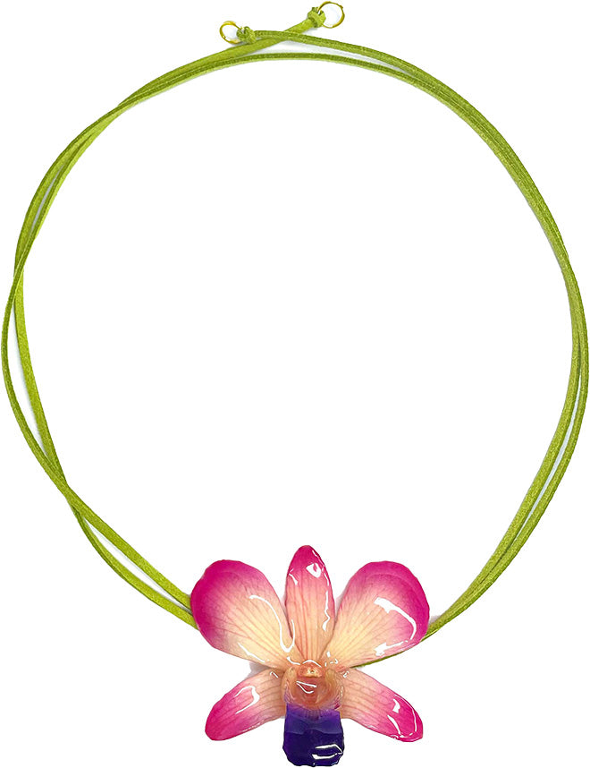 Dendrobium Rose