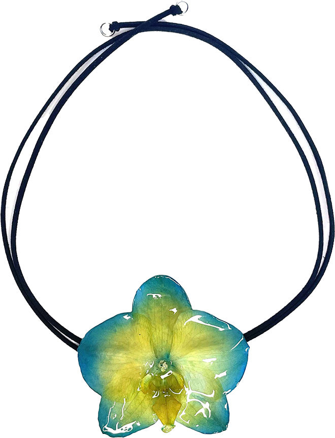 Phalaenopsis Bleue