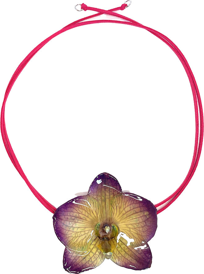 Phalaenopsis Violette