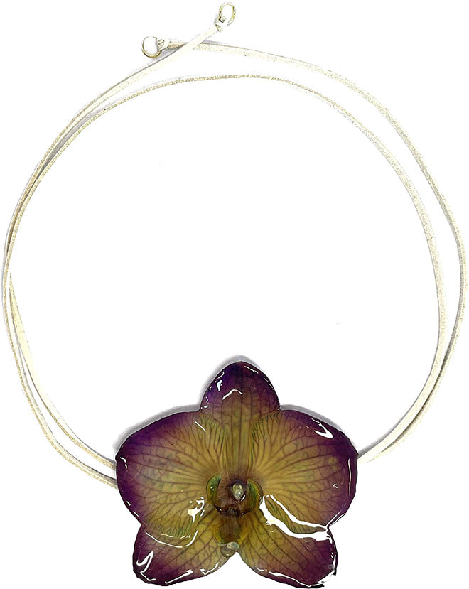 Phalaenopsis Violette