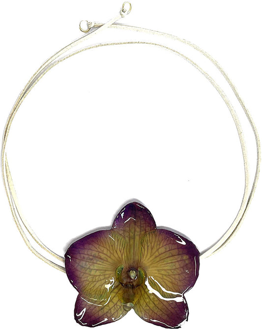 Phalaenopsis Violette