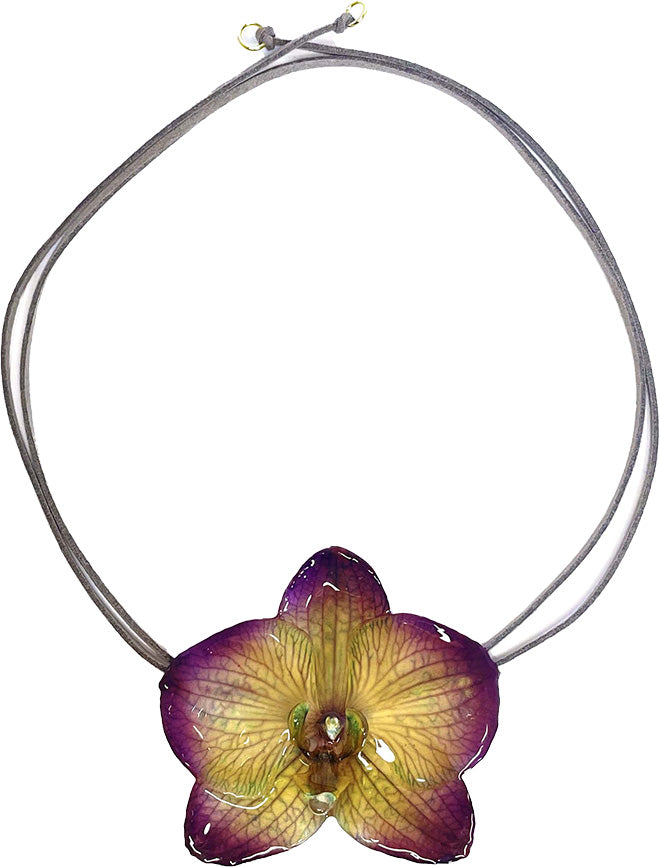 Phalaenopsis Violette