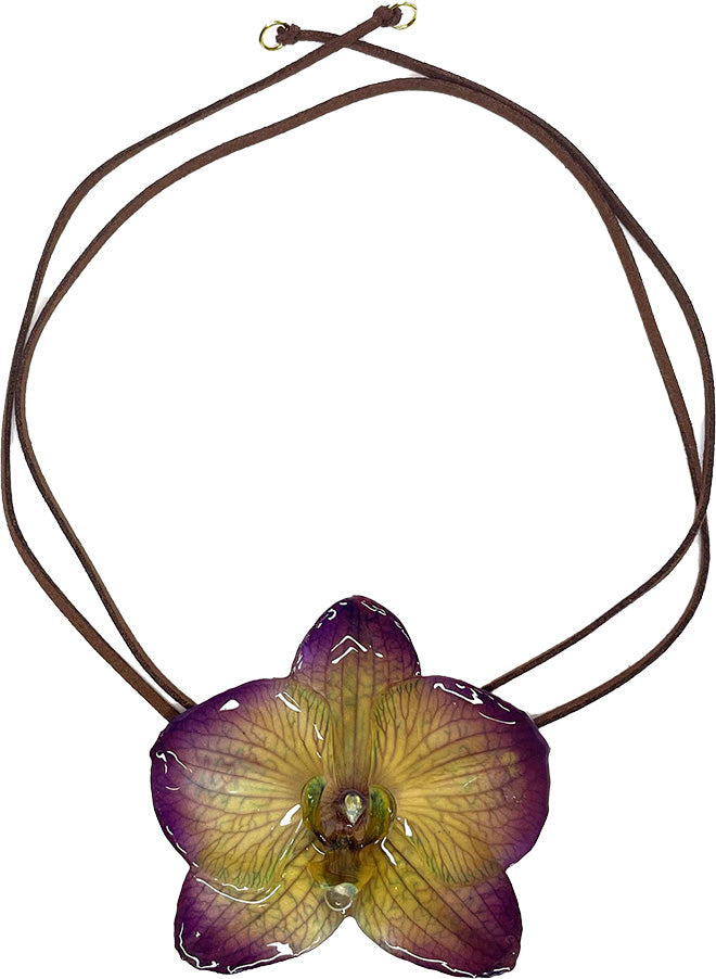 Phalaenopsis Violette