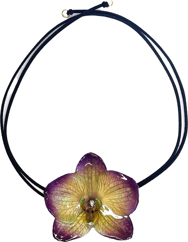 Phalaenopsis Violette