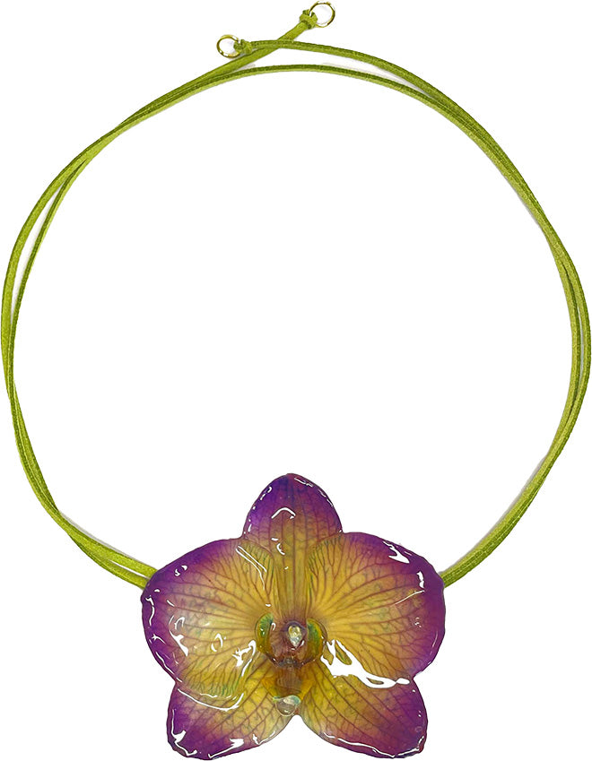 Phalaenopsis Violette